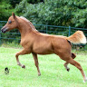 Meet your Posher, Anivia